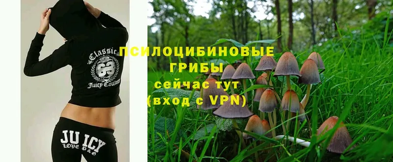 Галлюциногенные грибы Psilocybe  Курчатов 